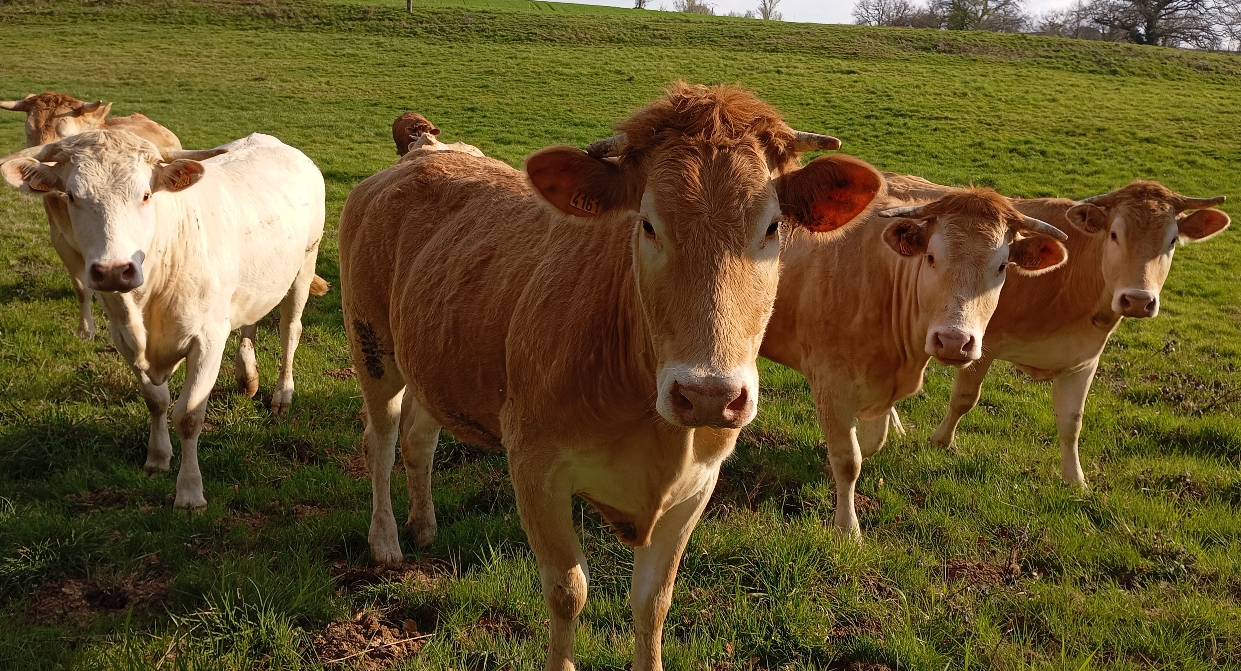 Vaches.jpg