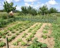 potager-maisondhotes-passemarie